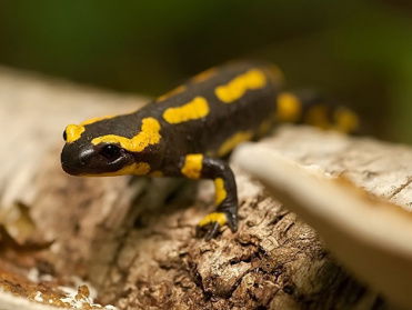 Sprankje hoop voor de vuursalamander