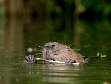 Nieuwe natuurdocumentaire 'Terug in het wild'