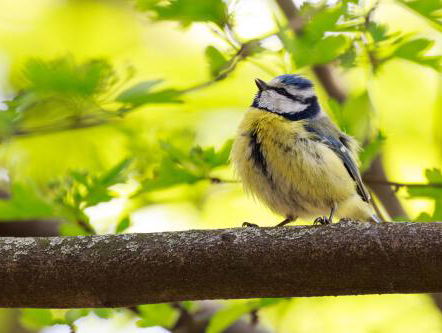 Hoe herken je vogels aan hun gezang?