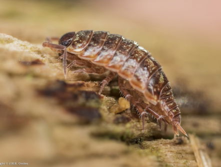 Bodemdierendagen geven aandacht aan het nut van pissebedden