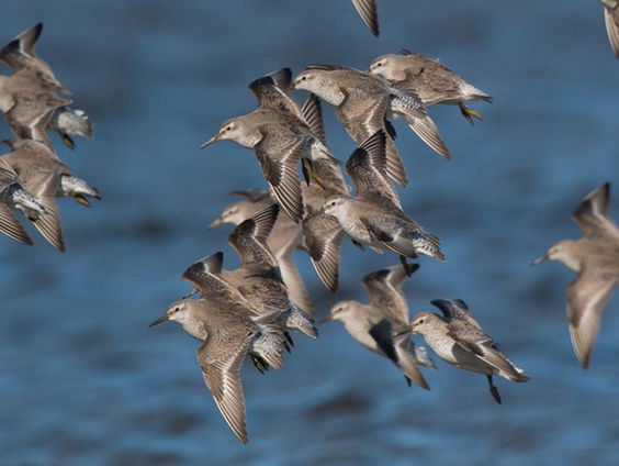 Kanoeten hebben hun eigen vliegroutes