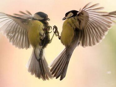 Vraagbaak: hoe lang blijft een koolmees van zijn nest?