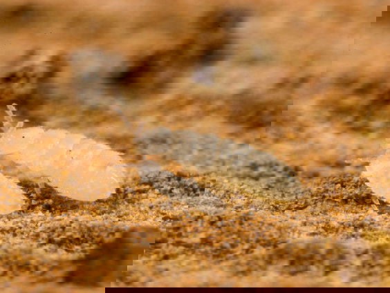 Wat zeggen springstaarten over de biodiversiteit