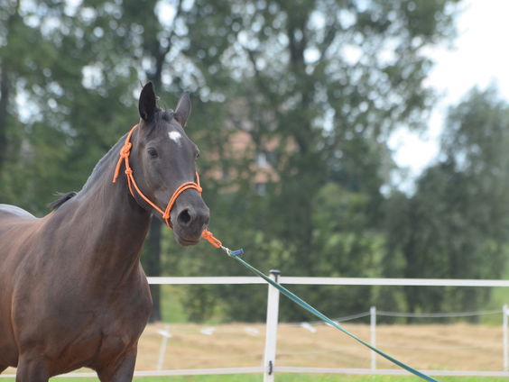 Ruiter speelt vals met elektrische sporen