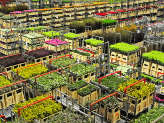 Leven met de Maffia deel II