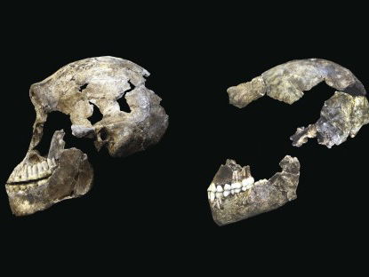 De evolutie van mensachtigen was één grote chaos