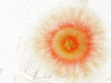 Gebabbel in de bodem