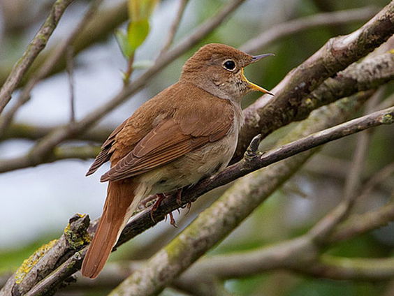 Ode aan de nachtegaal
