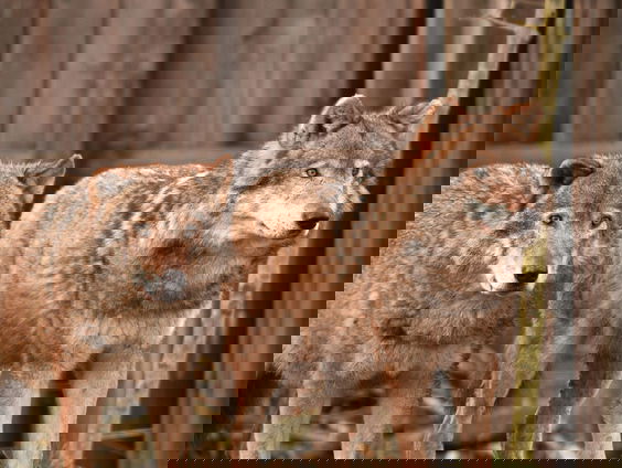 "Nederland is geen plek voor roofdieren"