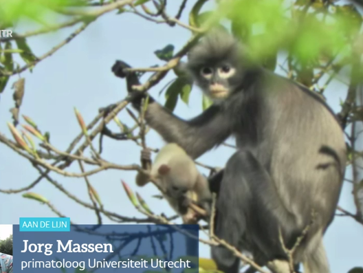 Nieuwe apensoort ontdekt