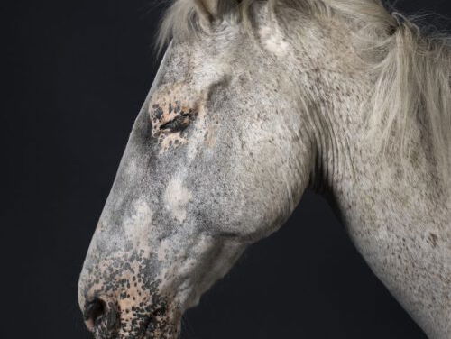 Fotoserie over oude paarden