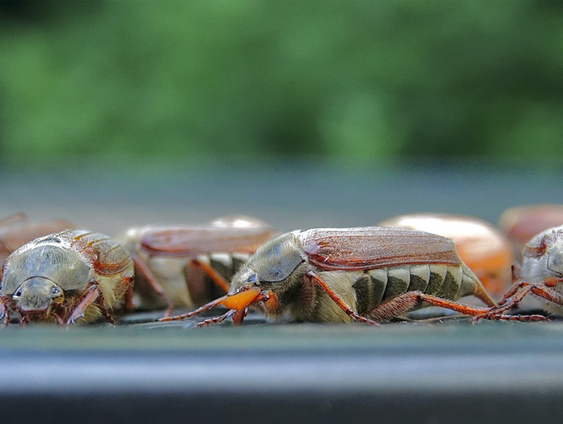 Geronk van de meikevers