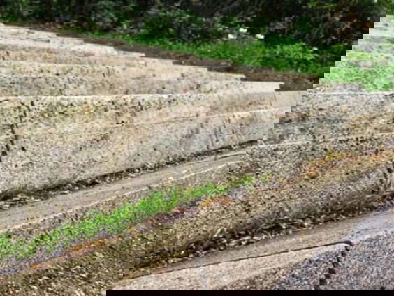 Onkruid blijkt na verdelging niets minder dan kunst