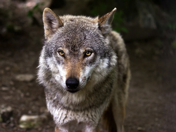 Een hek om Friesland?