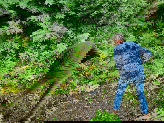 'Als we de invasieve exoten niet aanpakken, zijn er straks geen bossen, bijen en bloemen meer'