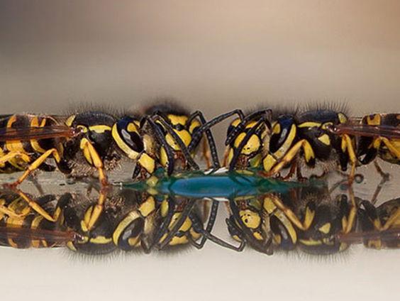 Samenwonen met wespen