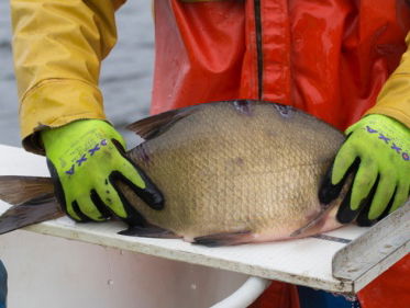 Vissen wegen en tellen in het Naardermeer