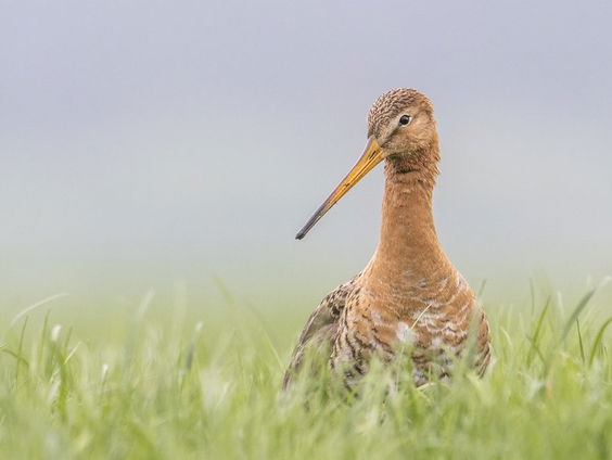 Zorgplicht voor weidevogels