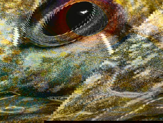 Denken als een vis, de bijbel voor sportvissers