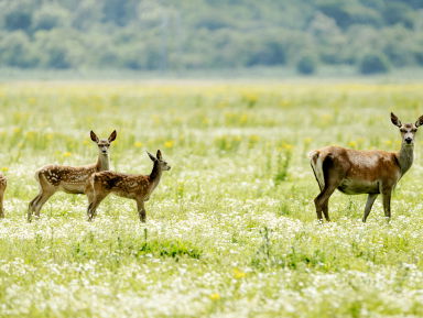 Conflictvaardersplassen