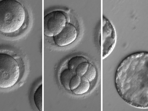 Nobelprijs voor mechanisme bewerken DNA