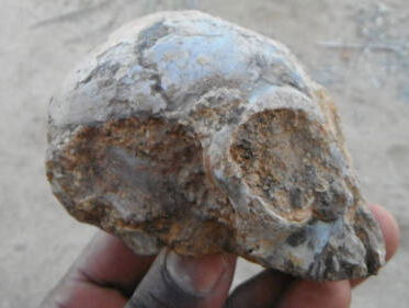 Dertien miljoen jaar oud mensaapje geeft nieuw inzicht in evolutie