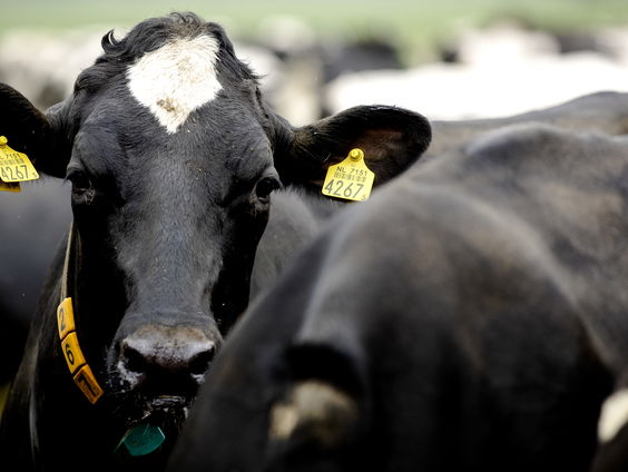 Veevoermaatregel van tafel: te weinig stikstofreductie