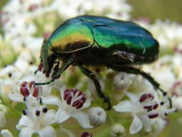 Ernstige insectenafname in twee Nederlandse natuurgebieden