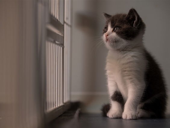 Thuiswerken met je kat op schoot: waarom maken huisdieren ons gelukkig?