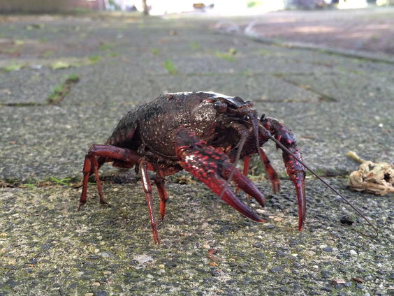 Amerikaanse rivierkreeft 'Wanted dead or alive' in Langedijk
