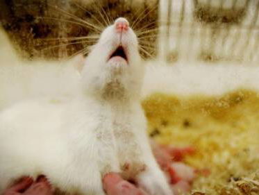 Meeste dierproeven hebben geen nut door onnodige herhaling