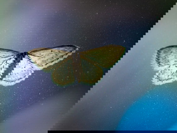 'Nachtvlinders zijn te gek' zegt boswachter Arjan Postma