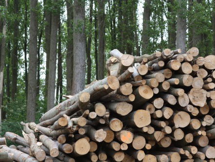 Nederlandse biomassavraag bedreigt bossen in Estland