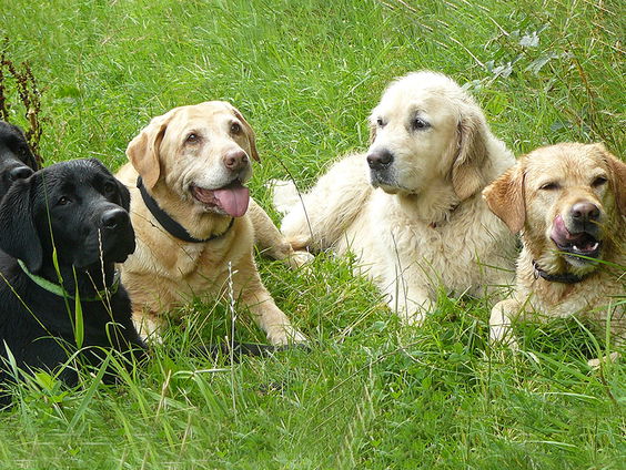 Hondenuitlaatservice’s populairder dan ooit