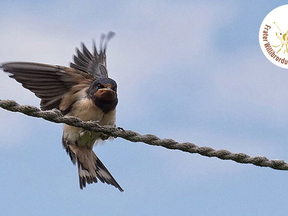 Frater Willibrordus Prijs