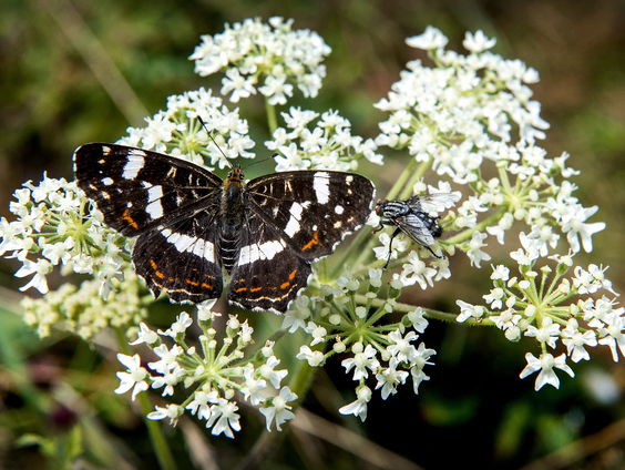 100.000 nachtvlinders gespot dit jaar