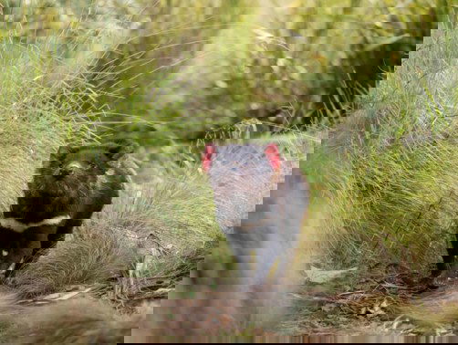 Tasmaanse duivel teruggebracht naar Australiƫ