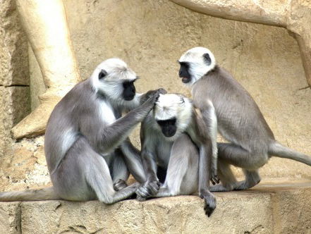 Biologische Lariekoek: Apen ontvlooien elkaar