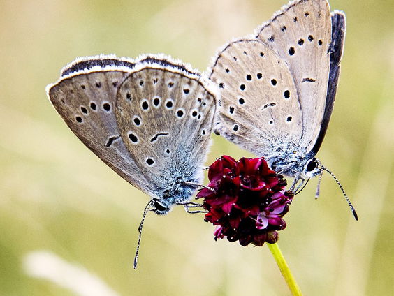 Oeps, daar ging het donker pimpernelblauwtje