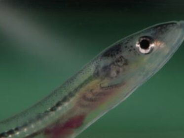 Smokkel van glasaaltjes