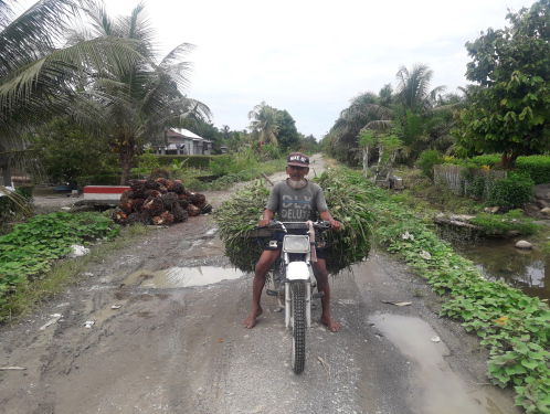 Indonesische boeren dupe van palmolie-industrie