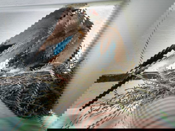 De balkongaaien van Theo