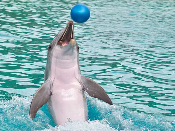Nooit meer zwemmen met dolfijnen