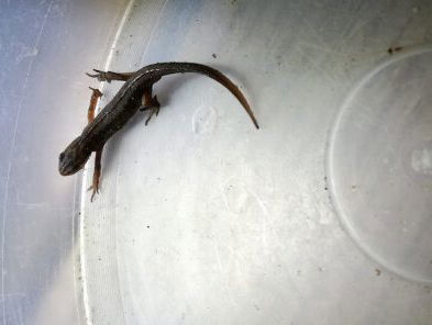 Het salamander mysterie