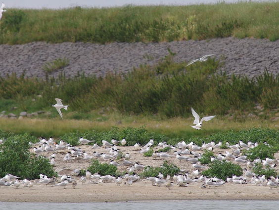 Wat wil de grote stern?