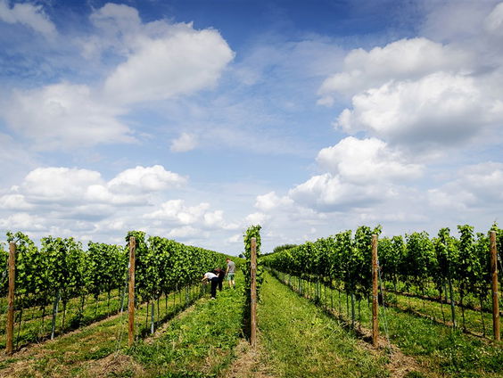 De Nederlandse wijnboeren maken zich op voor koude nachten.