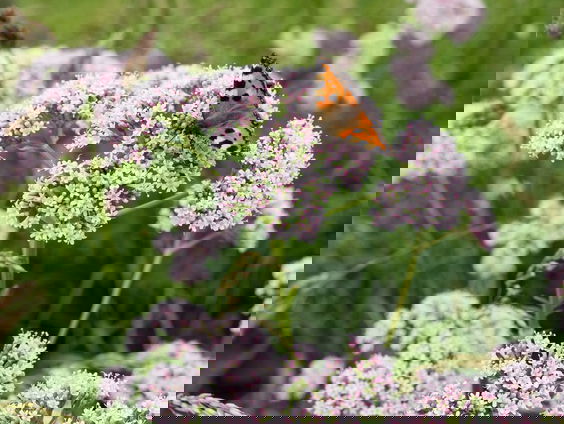 Reddingsplan voor de kleine valeriaan