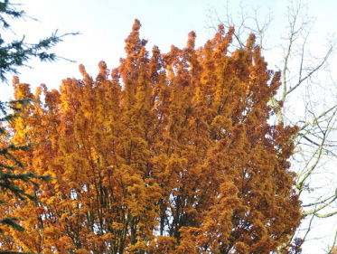 Botanische tuin: Japanse leeuwenmanen esdoorn