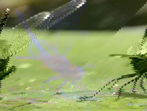 Meer dan 40.000 soorten op de Rode Lijst, vooral veel libellen