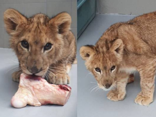 'Leeuwenwelpje Remy komt van rondreizend circus'